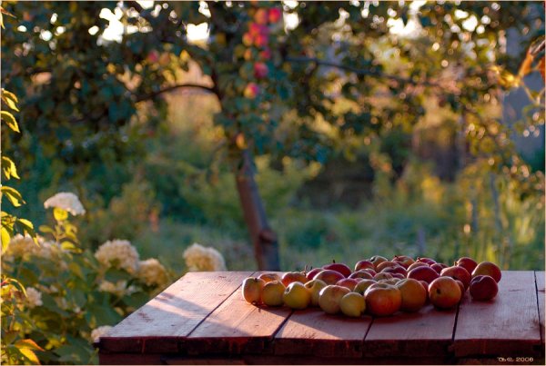 Яблоки на солнце