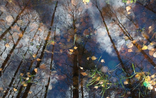 Льдинки на лужах
