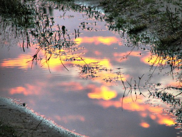 Осенний лес после дождя