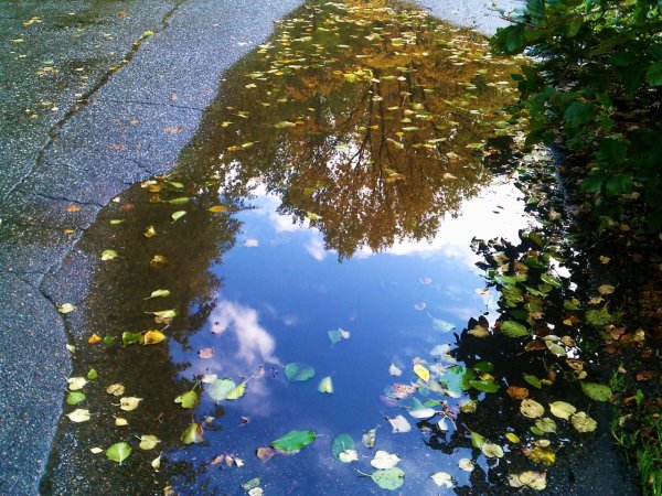 Отражение в луже