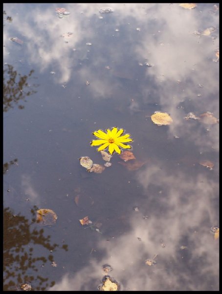 Красивое отражение в луже