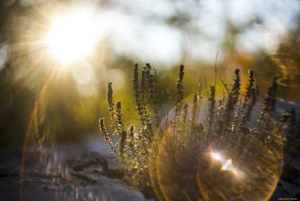 Природа лучи солнца