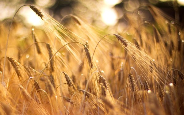 Поле пшеницы