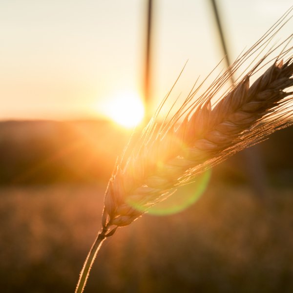 Колоски на закате