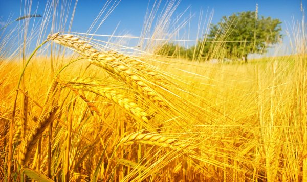 Поле зреющей пшеницы