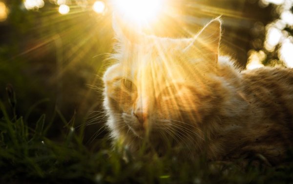 Котенок в солнечных лучах