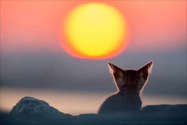 Кошка на рассвете