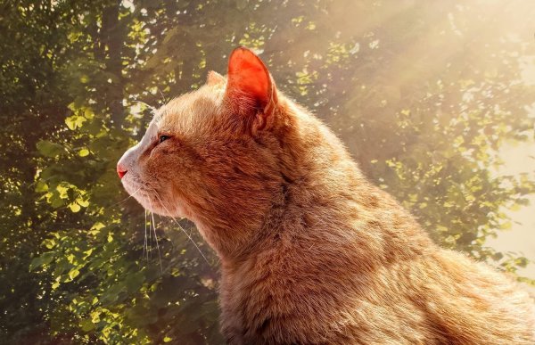 Кошка в лучах солнца