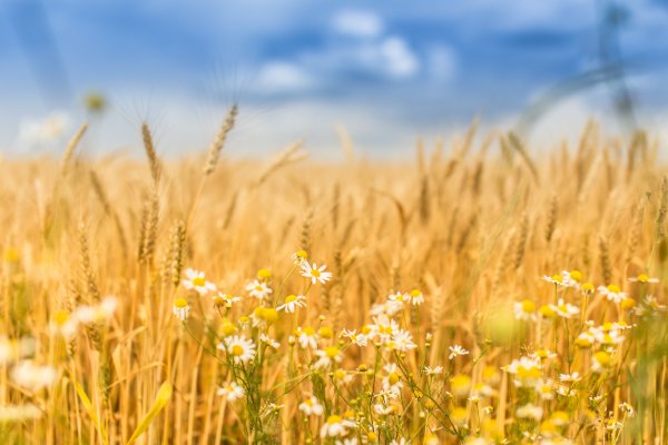 Поле с колосьями