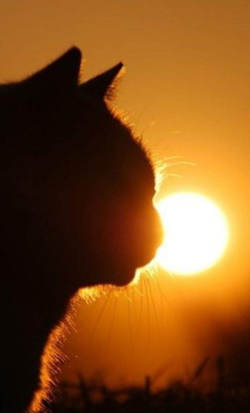 Котенок в солнечных лучах