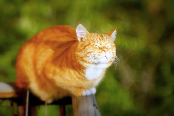 Котик на солнце