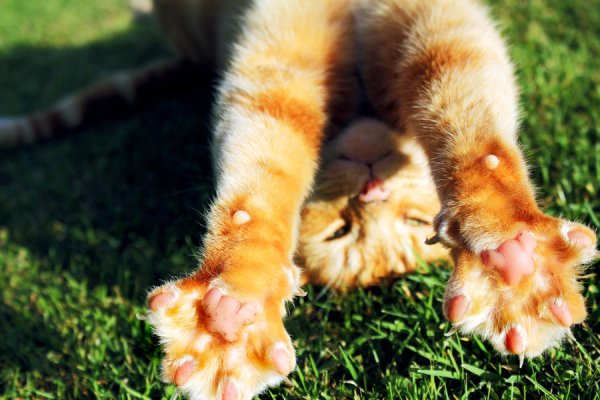 Котик на солнышке