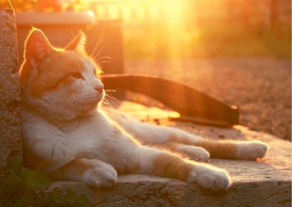 Кошка лежит на солнце