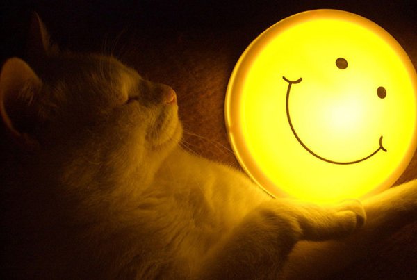 Спокойной ночи солнце кошка