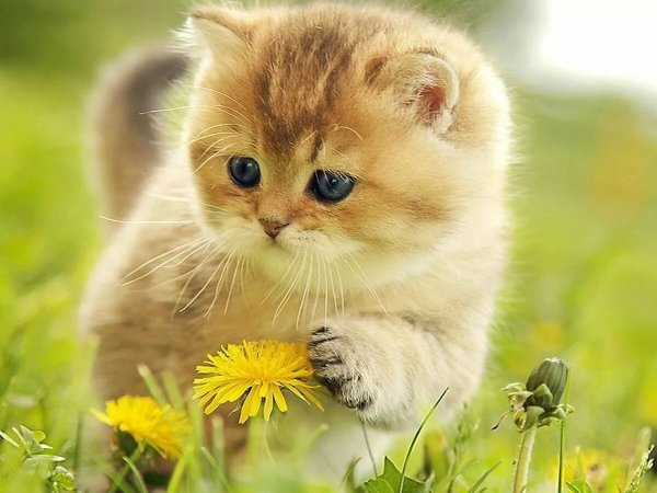 Котенок на солнце