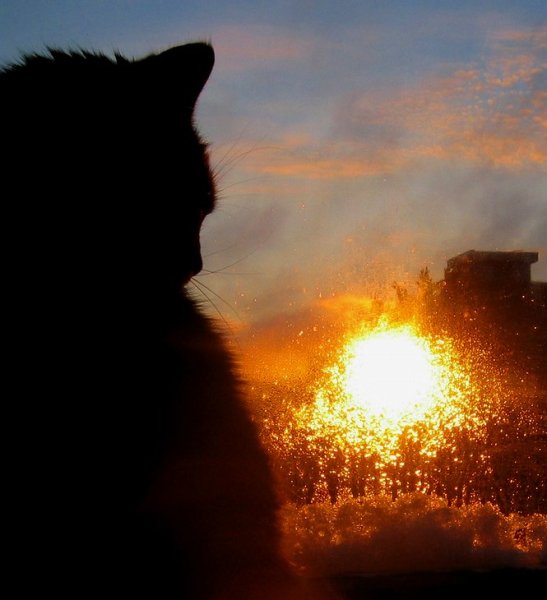 Кот в лучах солнца