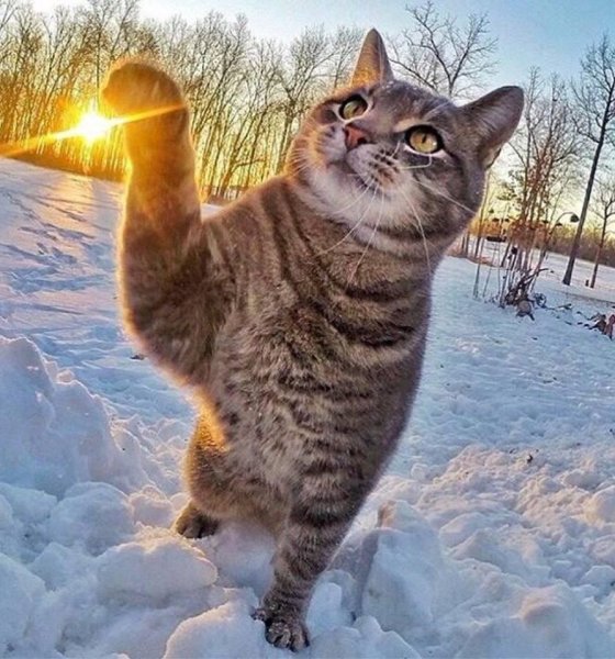 Коты зима солнце