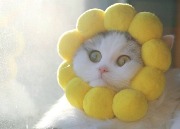 Котик на солнышке