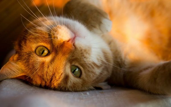 Солнечное утро котики