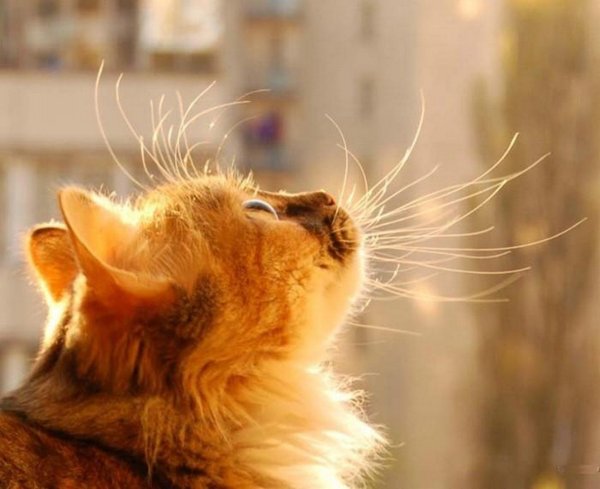 Кошка в лучах солнца