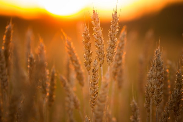 Колосья пшеницы