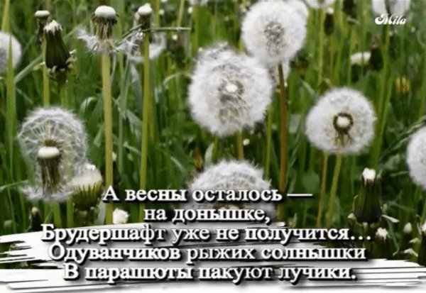 Девочка с одуванчиком