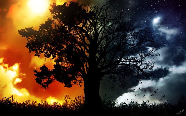 Дерево день и ночь