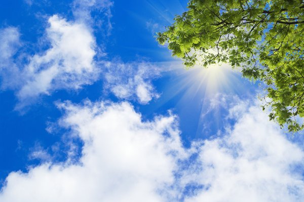 Голубое небо и деревья