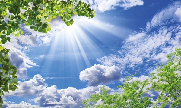 Рассвет солнце дерево