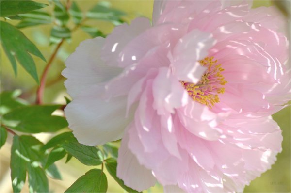 Пионы и шиповник