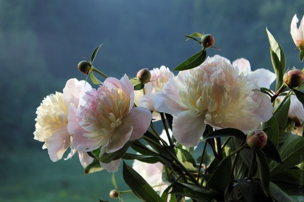 Пион молочноцветковый букет