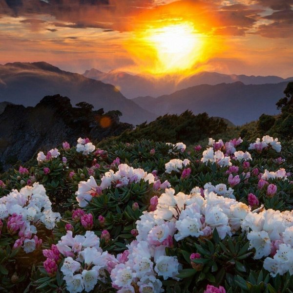 Дивная красота