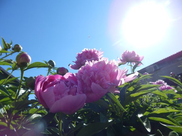 Пион весенний рассвет