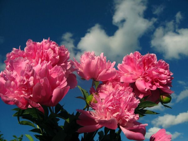 Пион весенний рассвет