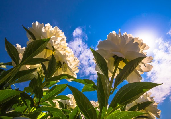 Пионы на солнце