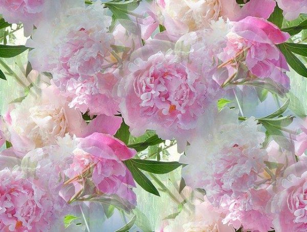 Пионы и Жасмин