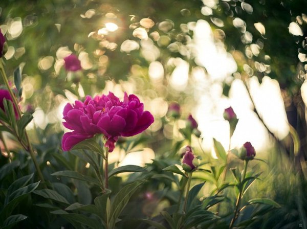 Цветок "пион"