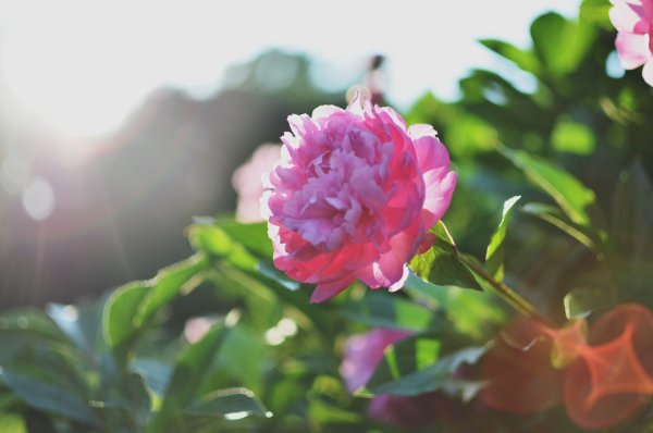 Пионы в солнечных лучах