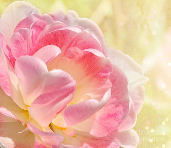 Нежность цветов