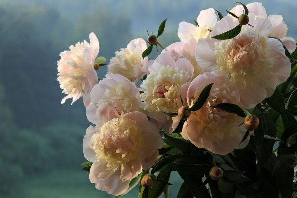 Пионы летом