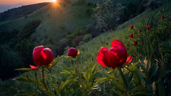 Цветы в горах Абхазии