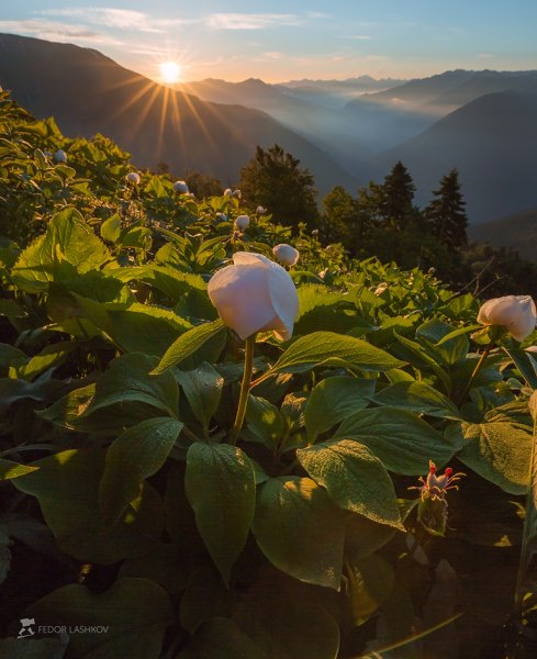 Нежно розовый кустарник пион