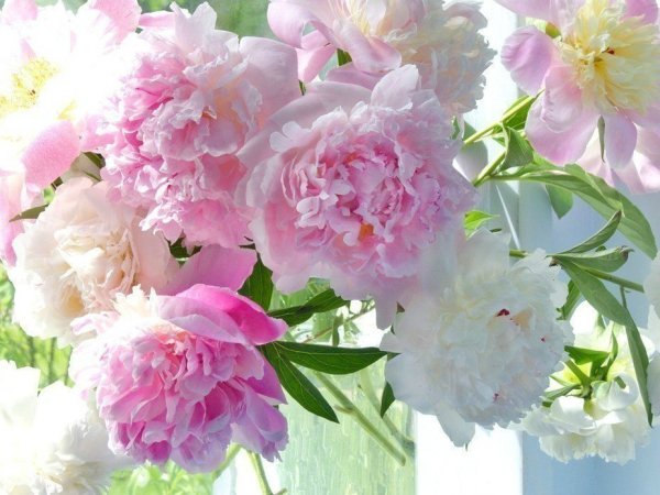 Пейзажи с цветами