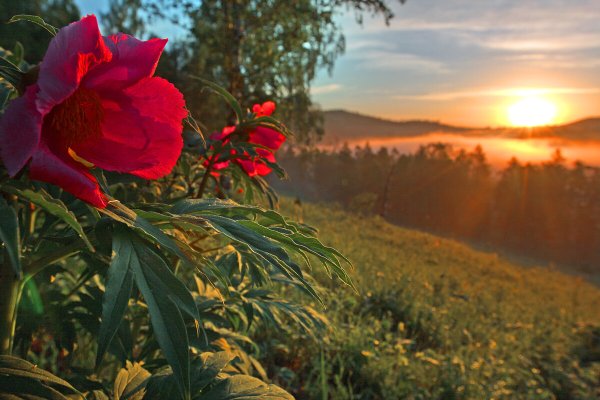 Море пионов