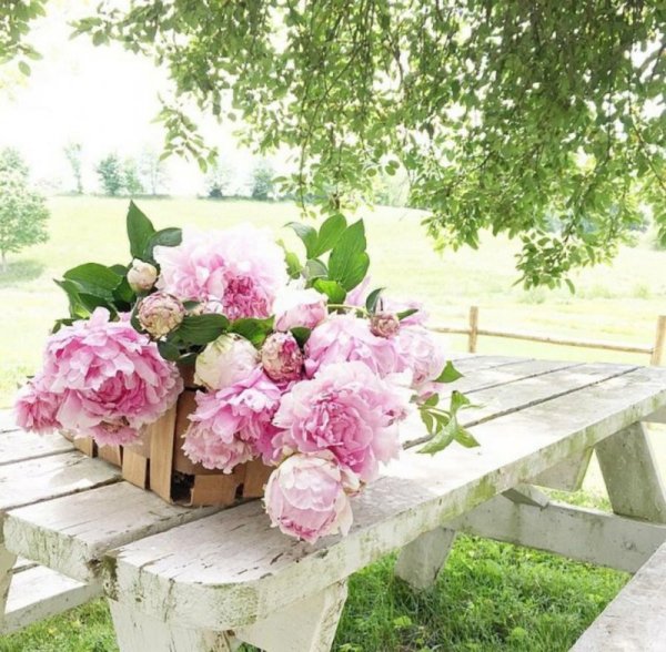 Букет пионов на окне