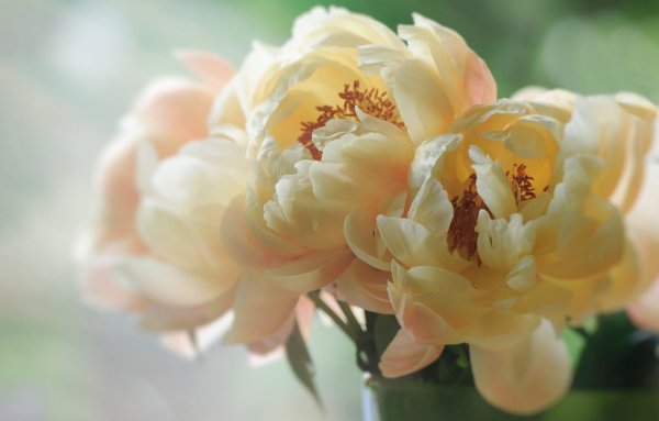 Пионы бутоны нежные