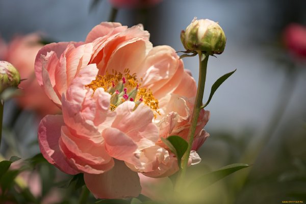 Пион пастель Пинк