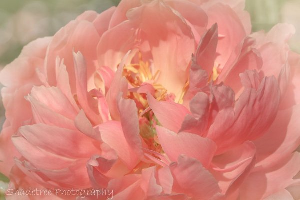 Пионы летом