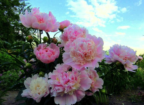 Рододендрон в горах Монти-Сибиллини