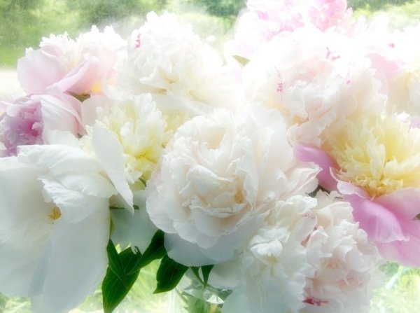 Поле с цветами